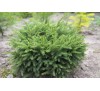 Ель обыкновенная Нидиформис (Nidiformis) С2, 2 года